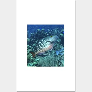 Silver Parrot Fish Posters and Art